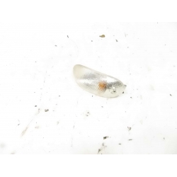 CLIGNO - GILERA STALKER